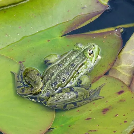 Apartament Clan Boucheron *