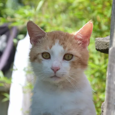 Clan Boucheron Apartament *