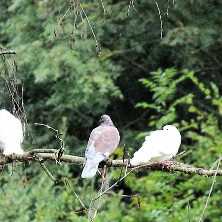 Apartament Clan Boucheron *