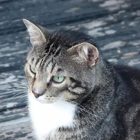 Apartament Clan Boucheron Louroux-Bourbonnais