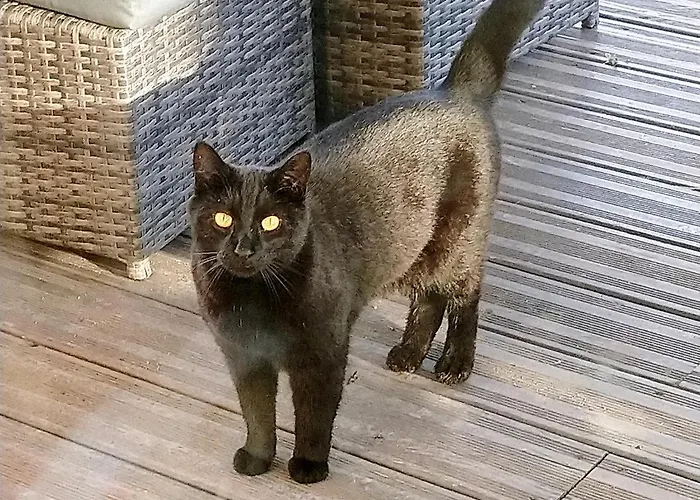 Appartement Clan Boucheron *