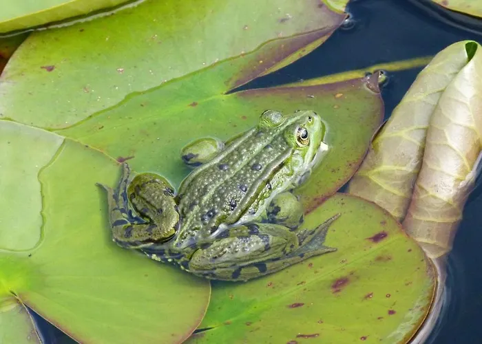 Апартаменты Clan Boucheron *