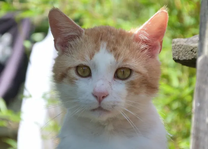 Clan Boucheron Appartement *