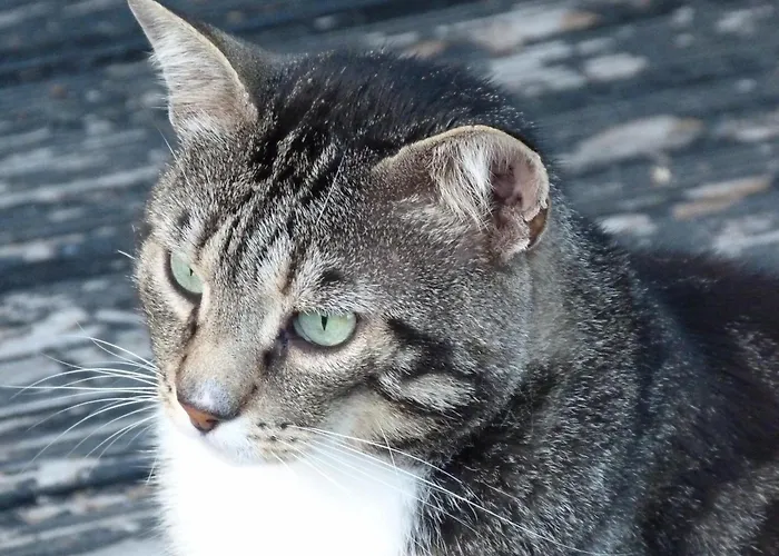 Appartement Clan Boucheron Louroux-Bourbonnais